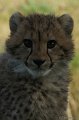 Jonge Cheeta's in Zoo Parc Overloon